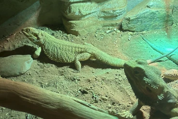 Bartagamen kaufen und verkaufen Foto: 2 liebe Bartagame zu verkaufen