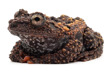 frogs kaufen und verkaufen Photo: Theloderma leporosum for hamm 13/12/25