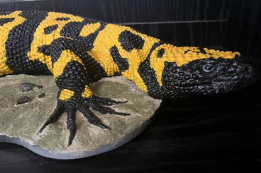 Echsen  kaufen und verkaufen Foto: Heloderma suspectum realistic replica