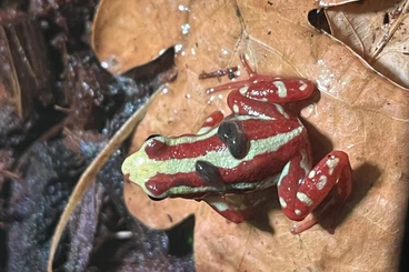 Pfeilgiftfrösche kaufen und verkaufen Foto: Epipedobates anthonyi Nachzuchten Pfeilgiftfrösche