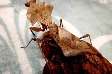 Insekten kaufen und verkaufen Foto: 0.1 Deroplatys desiccata adult- Mantiden