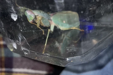 Insekten kaufen und verkaufen Foto: Suche adultes Rhombodera valida Männchen