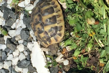 Tortoises kaufen und verkaufen Photo: Griechische Landschildkröten