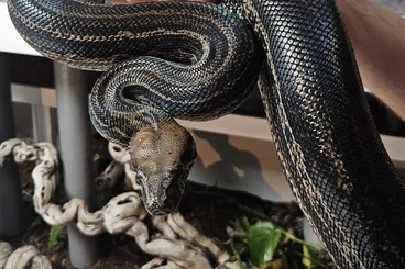 Boas kaufen und verkaufen Photo: Boa Inca Black Panther/ 19
