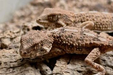 Lizards kaufen und verkaufen Photo: Nephrurus, Gastropholis, Anolis