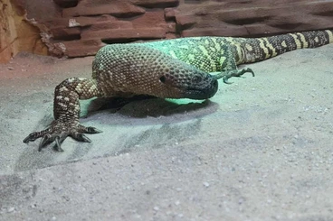 Echsen  kaufen und verkaufen Foto: Guten Tag, ich biete ein.Heloderma exasperatum horridum 0.1 2018