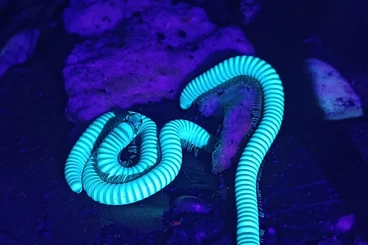 Myriapoda kaufen und verkaufen Foto: Tausendfüßer - Benoitolus sp. Khao Sok