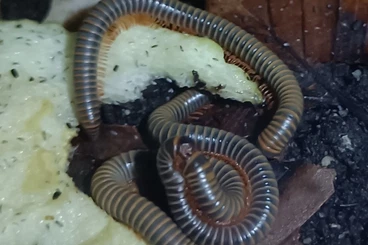 Myriapoda kaufen und verkaufen Foto: „Bumble-Bee Tausendfüßer“ - Anadenobolus monilicornis