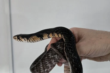 Snakes kaufen und verkaufen Photo: Drymarchon rubidus guerrero