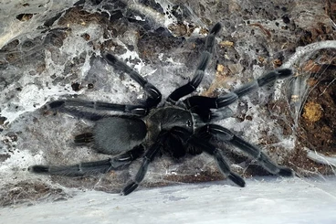 - bird spiders kaufen und verkaufen Photo: Psalmopoeus, Chilobrachys, Phormingochilus, Omothymus