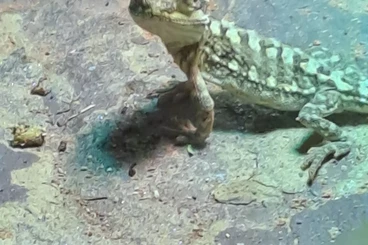 Bartagamen kaufen und verkaufen Foto: Verkaufe  2 Zwergbartagamen