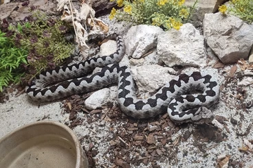 Giftschlangen kaufen und verkaufen Foto: Vipera ammodytes species