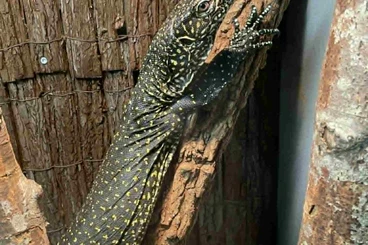 Monitor lizards kaufen und verkaufen Photo: Varanus doreanus 0.1 for sale