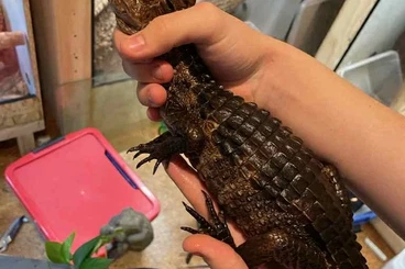 Echsen  kaufen und verkaufen Foto: selling paleosuchus palbebrosus cb2024 for hamm march