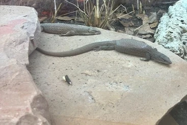 Monitor lizards kaufen und verkaufen Photo: 1.1 Varanus Kingorum for sale NL