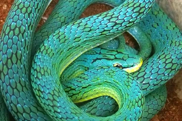 Snakes kaufen und verkaufen Photo: Looking for Gonyosoma Frenatum 1.1