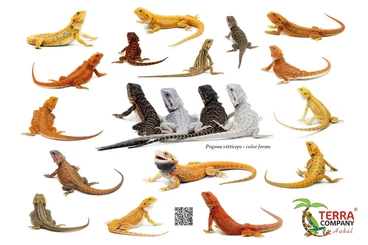Agama kaufen und verkaufen Photo: Pogonas, Crotaphytus and Gastropholis available for Hamm and Houten