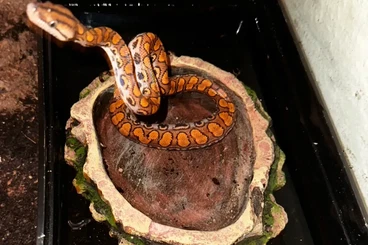 Boas kaufen und verkaufen Foto: Rote Regenbogenboa NZ2024