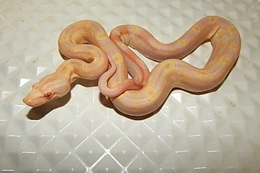 Boas kaufen und verkaufen Photo: Boa constrictor Albino, Sunglow Keltic, Motley, all Sharp