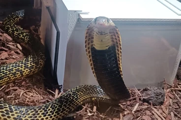 Venomous snakes kaufen und verkaufen Photo: Naja samarensis (Samarkobra) 0.1