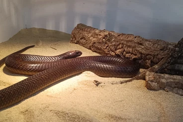 Venomous snakes kaufen und verkaufen Photo: Naja nivea (Kapkobra) 0.1