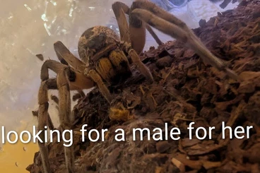 Spinnen und Skorpione kaufen und verkaufen Foto: Suche für Hamm/looking for Hamm 1.0 H. caroliensis