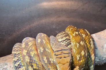 Pythons kaufen und verkaufen Photo: Simalia amethistina Oksibil