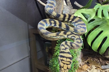 Snakes kaufen und verkaufen Photo: Simalia amethistina Sorong 1.0