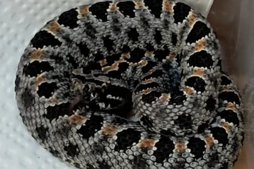 Venomous snakes kaufen und verkaufen Photo: Verschiedene Giftschlangen abzugeben alles Nachzuchten