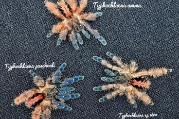 - bird spiders kaufen und verkaufen Photo: Typhochlaena cf paschoali