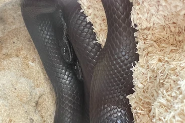 Schlangen kaufen und verkaufen Foto: For sale Thamnophis, Boulengery…