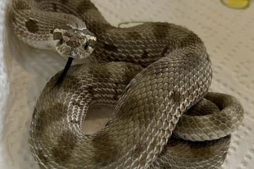 Colubrids kaufen und verkaufen Photo: Heterodon Nasicus Classic Conda 1.0 Het Sable,Axanthic,Toffee