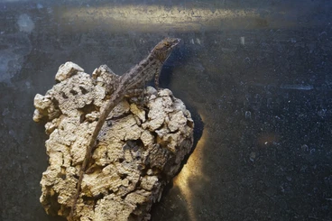 Lizards kaufen und verkaufen Photo: Bahama Anolis / Anoli Sagrei 1.1