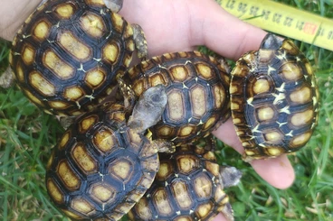 Tortoises kaufen und verkaufen Photo: Kinixys belliana, nogueyi, erosa own cb