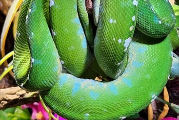 Schlangen kaufen und verkaufen Foto: Suche Morelia viridis / azureus.