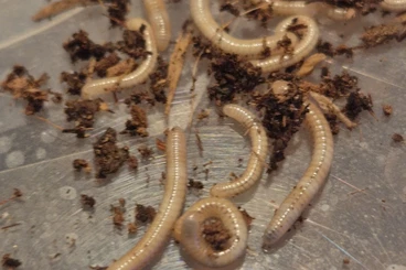 andere Wirbellose kaufen und verkaufen Foto: Spirostreptus spec Tansania