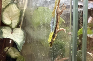 Geckos kaufen und verkaufen Photo: Phelsuma Klemmeri 1.1.1 2024/2025
