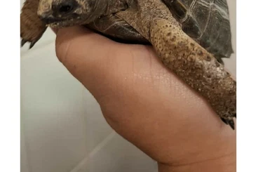 Turtles and Tortoises kaufen und verkaufen Photo: ALDABRA Riesenschildkröte NZ 24