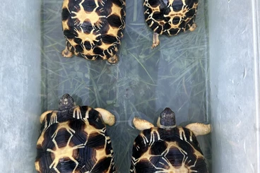 Tortoises kaufen und verkaufen Photo: Astrochelys Radiatas 2023-2025