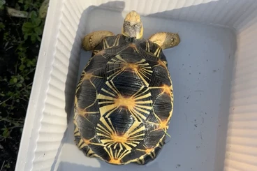 Tortoises kaufen und verkaufen Photo: Radiata Tortoises 2020 (2 female)