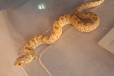 Schlangen kaufen und verkaufen Foto: 1.0 Heterodon nasicus Albino Conda sunglow