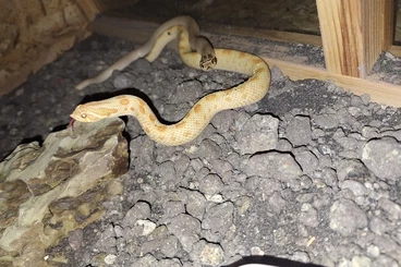 Schlangen kaufen und verkaufen Foto: 0.1 Heterodon Nasicus Arctic Albino Conda