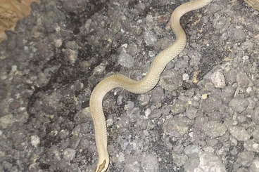 Schlangen kaufen und verkaufen Foto: 0.1 Heterodon Nasicus Superconda Toffee