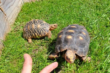 Schildkröten  kaufen und verkaufen Foto: Looking tortoises for hamm