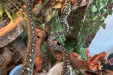 Snakes kaufen und verkaufen Photo: Morelia spilota spilota, Leiopython albertisii