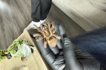 - bird spiders kaufen und verkaufen Photo: Verkaufe Neoholothele incei