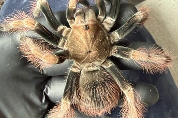 - bird spiders kaufen und verkaufen Photo: Subadulter Pamphobeteus sp. mascara Bock