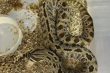 Colubrids kaufen und verkaufen Photo: Hognose XXL Sale cb23 cb24 cb25