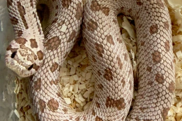 Snakes kaufen und verkaufen Photo: XXL Hognose sale for hamm