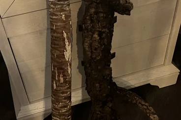 Königspythons kaufen und verkaufen Foto: Biete 1 1/2 Jahre alte Spotnose Königspython mit kompletten Zubehör